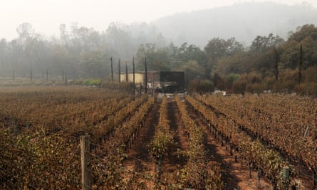 Rows of grapevines damaged by the Glass Incident Fire in 2020 in Calistoga, California.