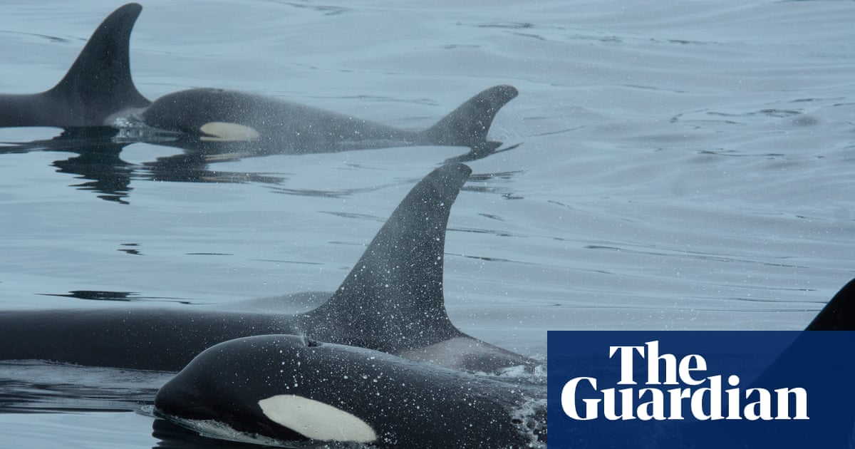 Orcas team up with dolphins to hunt salmon, study finds