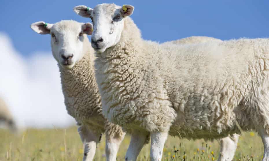 Sheep, but not from Wool.