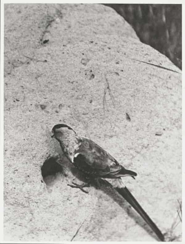 A male Paradise parrot at the entrance to its nest, photographed in 1922