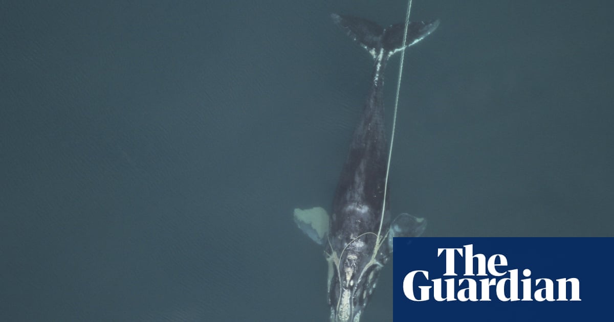 Entangled whale cannot be freed with newborn calf close by, ocean experts say