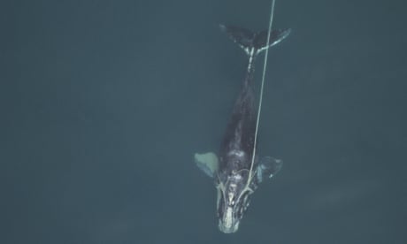 North Atlantic right whale entangled in lobster fishing gear. Heavy traps connected to the ropes impede whales from feeding and migration, often leading to starvation.