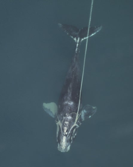 A female North Atlantic right whale entangled in fishing gear in 2010