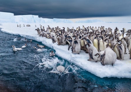 Large crowd of emperor penguin chicks line up next to the edge of sea ice and prepare to jump in