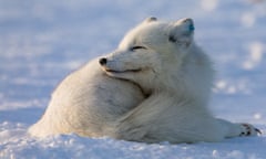 A white Arctic fox lying in the sun, Norway.