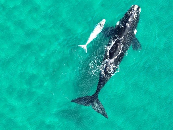 A southern right whale with rare ‘white’ calf spotted off the southern New South Wales coastline on August 13. (AAP Image/Supplied by Maree Jackson, NPWS Right Whale ID Program)