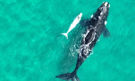 A southern right whale with rare white calf