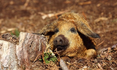 Mangalitsa pig