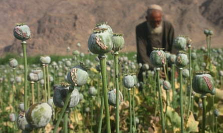 An Afghan man collects a raw opium from a poppy flower in a field in Kandahar. Most of the heroin in Britain comes from Afghanistan.