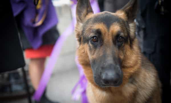 The Westminster Dog Show Fails The Animals It Profits From Here S