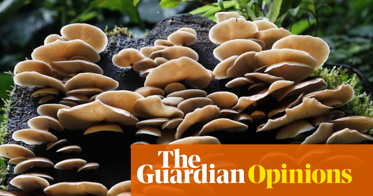 The earth’s secret miracle weapon is not a plant or an animal. It’s fungi | Giuliana Furci