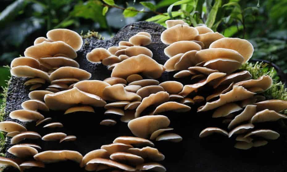 ‘Fungi are responsible for almost all our food production, and most of our processed materials. They can also be thanked for many medical breakthroughs in human history.’