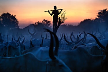 A cattle guardian silhouetted against a sunset stands amid a herd of long-horned cattle