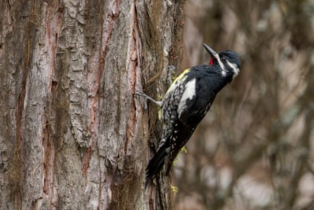 A black and white bird on the side of a tree