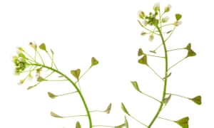 Primavera japonesa delicias 1 Like watercress: shepherd’s purse.