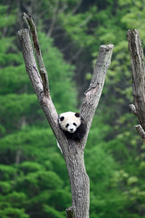 Um panda gigante escala um tronco na reserva natural nacional de Wolong, na China.