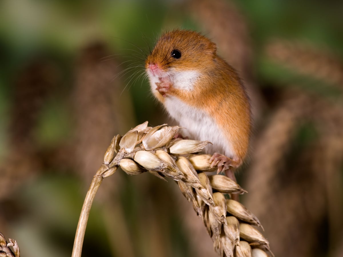 Harvest Mice Found Thriving 15 Years After Reintroduction Efforts Endangered Species The Guardian Harvest Mice Found Thriving 15 Years After Reintroduction Efforts Endangered Species The Guardian
