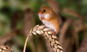 A harvest mouse in Bedfordshire
