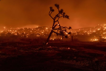 The Bobcat fire burned Joshua trees in Juniper Hills, California, in September.