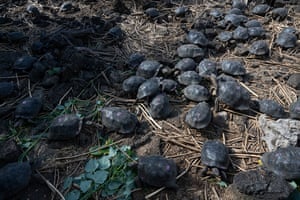 Galapagos tortoises at a breeding centre on Santa Cruz island.