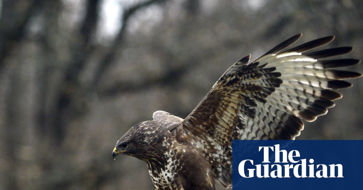 Country diary: An anxious buzzard has me mirroring its movements | Derek Niemann