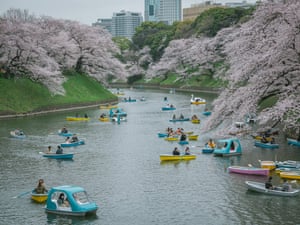 People rowing boats enjoy viewing cherry blossoms in full bloom on Chidorigafuchi Moat in Tokyo