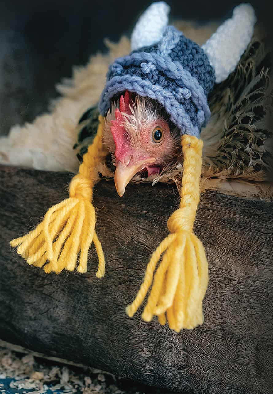 Blossom the chicken wearing a viking hat crocheted by her owner Mandy Watts