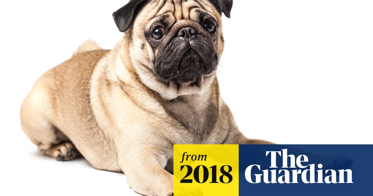 Breeding Dogs Meaning