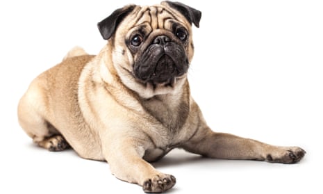 Experts say that in breeds such as pugs, generations of selective breeding have prioritised appearance over health.
