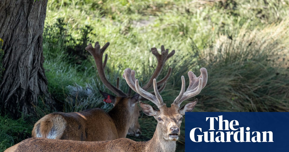 Week in wildlife: paddling deer, a spring-loaded penguin and a rare sand cat