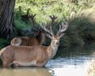 Week in wildlife: paddling deer, a spring-loaded penguin and a rare sand cat