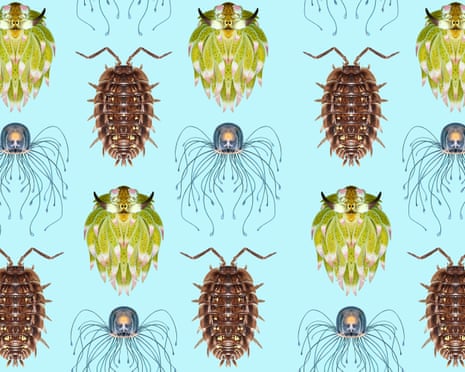 A design of invertebrates from the Guardian’s Invertebrate of the Year 2026