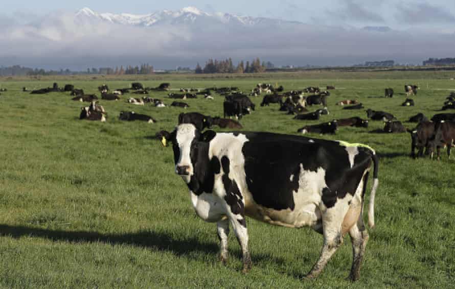 Dairy cows graze on a farm in the South Island of New Zealand.
