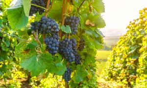 Wine is one of the products that can be affected by tariffs.
