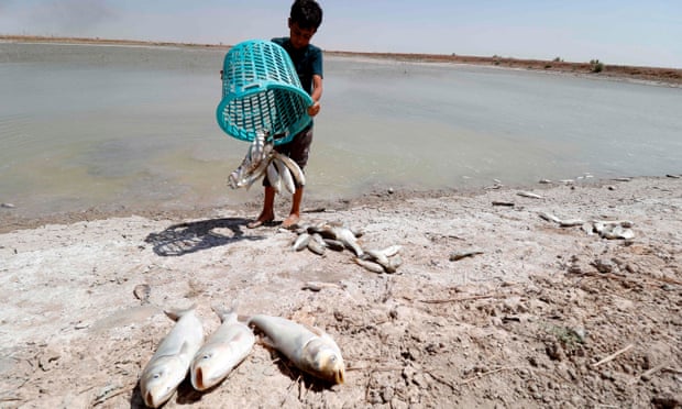 A boy collects dead fish from a reservoir near Basra, where saltwater has polluted the Shatt al-Arab waterway.