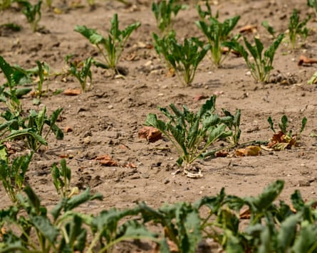 Shrivelled vegetables in dry field