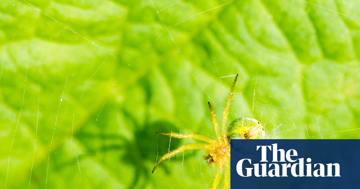 Country diary: A lesson in camouflage from a cucumber spider | Claire Stares