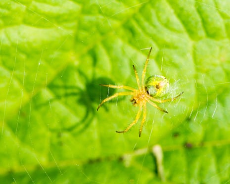 Cucumber green spider (Araniella cucurbitina) in its webR5HX9A Cucumber green spider (Araniella cucurbitina) in its web