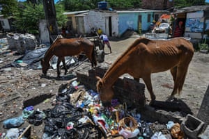 Horses eating rubbish