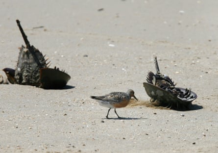 A migrating Red Knot near dead horseshoe crabs on the beach along Delaware Bay in Fortescue, New Jersey.