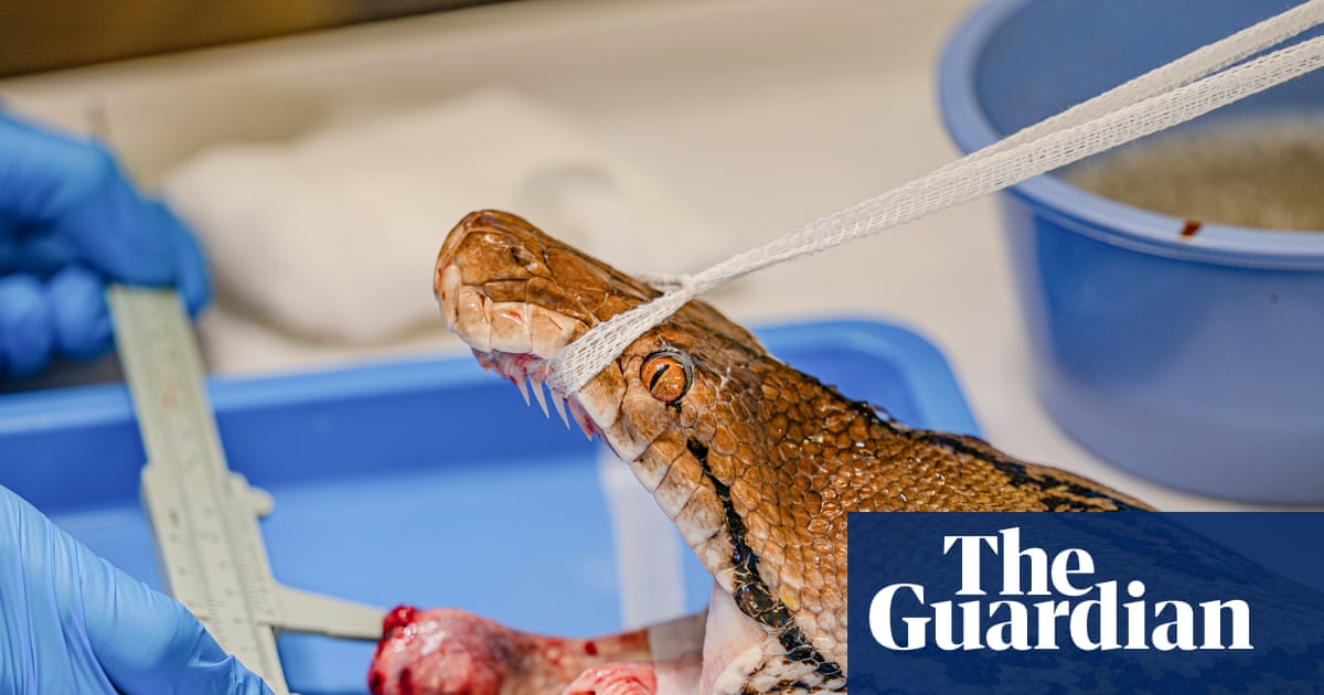 Python named Jodie Foster first snake to receive pioneering cancer treatment
