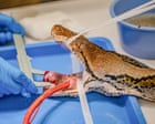 Python nennt Jodie Foster erste Schlange, die eine bahnbrechende Krebsbehandlung erhält