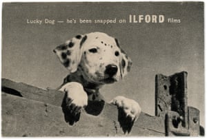 A dalmatian puppy looking over a fence with the caption "Lucky Dog – he's been snapped on Ilford films"