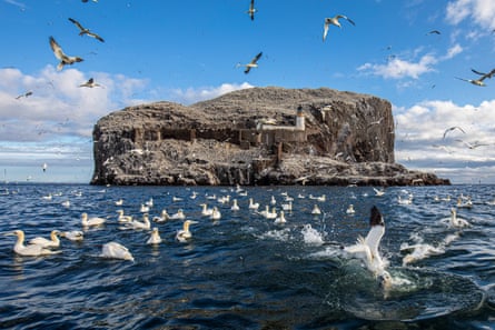 Gannets diving next to Bass Rock.
