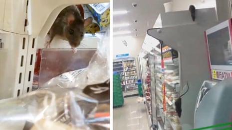 Pack of rats descend on Tokyo convenience store – video