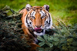 The number of tigers in the wild have increased for the first time after decades of decline, conservationists have said. A new global estimate based on the best available data suggests there are at least 3,890 wild tigers in the world, an increase on the previous figure of as few as 3,200 in 2010.