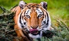 Tigers kill Italian tamer as