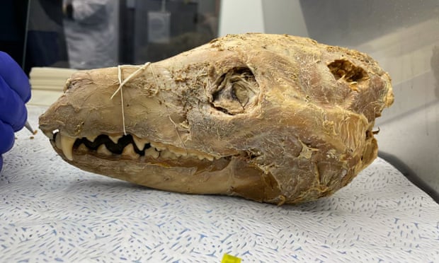 El tejido blando del espécimen que los investigadores apodaron «cabeza en un cubo» contiene moléculas largas de ARN conservadas, cruciales para reconstruir el genoma del tilacino. Fotografía: Andrew Pask/Universidad de Melbourne y Museos de Victoria El tejido blando del espécimen que los investigadores apodaron «cabeza en un cubo» contiene moléculas largas de ARN conservadas, cruciales para reconstruir el genoma del tilacino. Fotografía: Andrew Pask/Universidad de Melbourne y Museos de Victoria