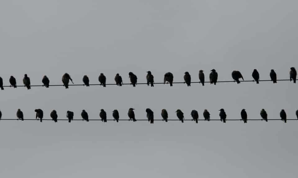 Birds on a wire by late comedian John Clarke