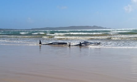 Stranded whales on a sandbar in Macquarie Heads, Tasmania.